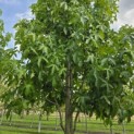 Liquidambar styraciflua 'Palo Alto' - 8