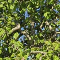 Corylus avellana 'Contorta' - 3