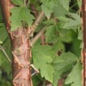 Acer griseum