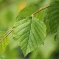 Betula Nigra