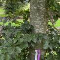 Fagus sylvatica 'Atropunicea' - blad in de schaduw kleurt naar groen