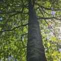 Quercus Palustris - 4