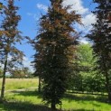 Fagus sylvatica 'Atropunicea' - 2