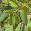 Stewartia Rostrata - 1