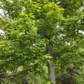 Liquidambar formosana var. monticola - 2