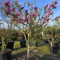 Magnolia 'Susan' - 1