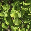 Ginkgo biloba Obelisk - 1