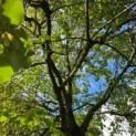 Tilia cordata 'Oldenbelt' - september 2026