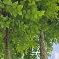 Gymnocladus dioica - 4
