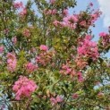 Lagerstroemia indica 'Rosea'