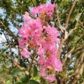 Lagerstroemia indica 'Rosea'