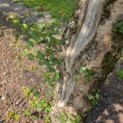 Acer campestre - 1