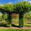 Carpinus betulus