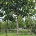 Magnolia 'Wada's Memory' - Foto 2