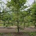 Carpinus betulus - 1