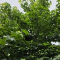 Liquidambar styraciflua - 4