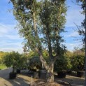 Quercus Suber - Foto 1