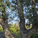 Quercus Suber - Foto 2