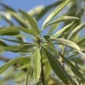 Pyrus salicifolia 'pendula'