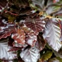 Fagus sylvatica 'Atropunicea' - impressie kleurnuances rode of bruine beuk