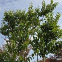 Heptacodium miconioides - 10