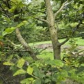 Carpinus betulus - 1