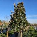 Magnolia grandiflora 'Galissonnière' - Foto 3