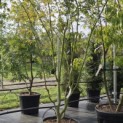 Acer palmatum - 1