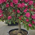 Rhododendron yakushimanum 'Fantastica' - 2