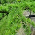 Cedrus libani - naalden
