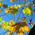 impressie herfstkleuren Platanus x Hispanica
