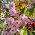 Prunus serrulata 'Kanzan' - Afbeelding 2