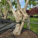 Heptacodium miconioides - Foto 2