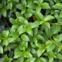Osmanthus x Burkwoodii - Foto 1