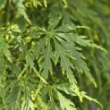 Acer palmatum 'Dissectum' - 4