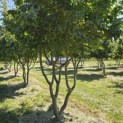 Parrotia persica - 3