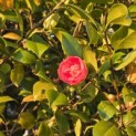 Camellia japonica - 1