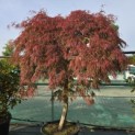 Acer palmatum 'Garnet' - Foto 3