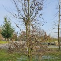 Carpinus betulus - 1