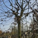 Carpinus betulus - top