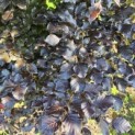 Fagus sylvatica 'Atropunicea' - Foto 3