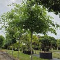 Quercus Palustris - Foto 1