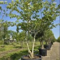 Cornus controversa - Foto 2