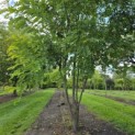 Robinia margaretta 'Casque Rouge' - Foto 1