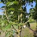 Juglans regia - 2