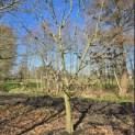 Carpinus betulus - 2