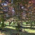 Fagus sylvatica 'Atropunicea' - 1
