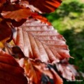 Fagus sylvatica 'Atropunicea' - impressie jong blad rode beuk