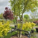 Acer palmatum - Foto 1