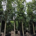Tilia tomentosa 'Brabant' - Foto 1